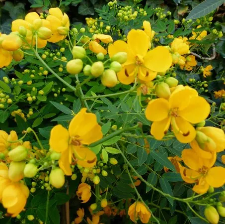 Cassia 4
